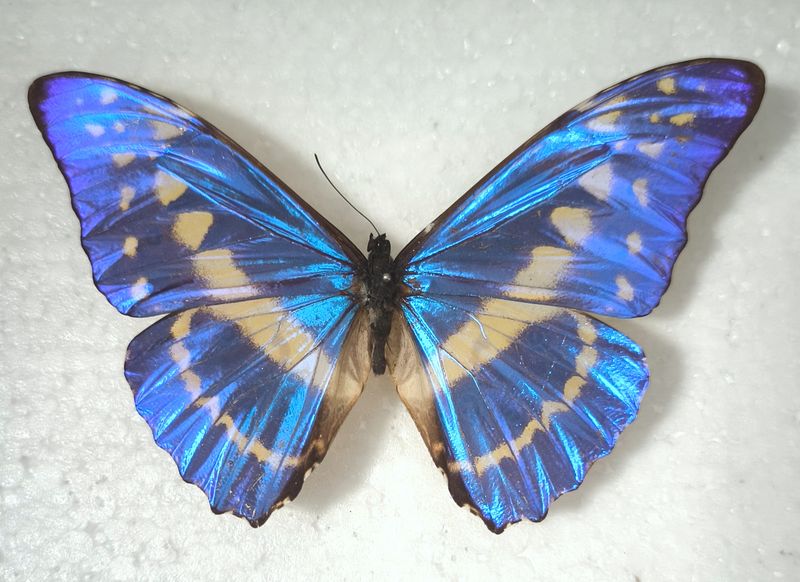 Morpho cypris male