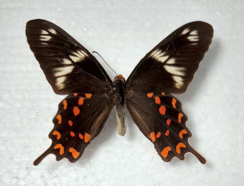 Pachliopta hector Indien