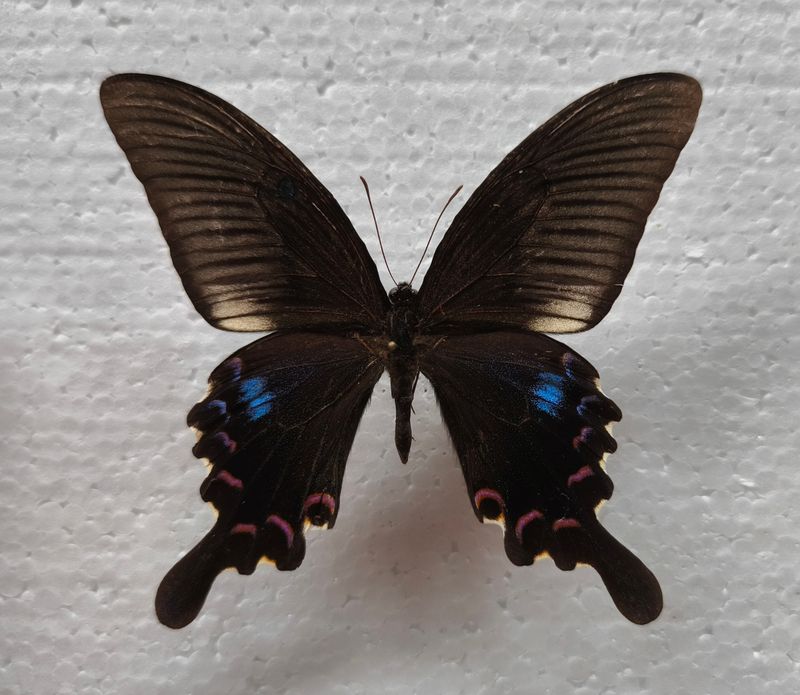 Papilio polyctor stockleyi Male aus Burma SELTEN