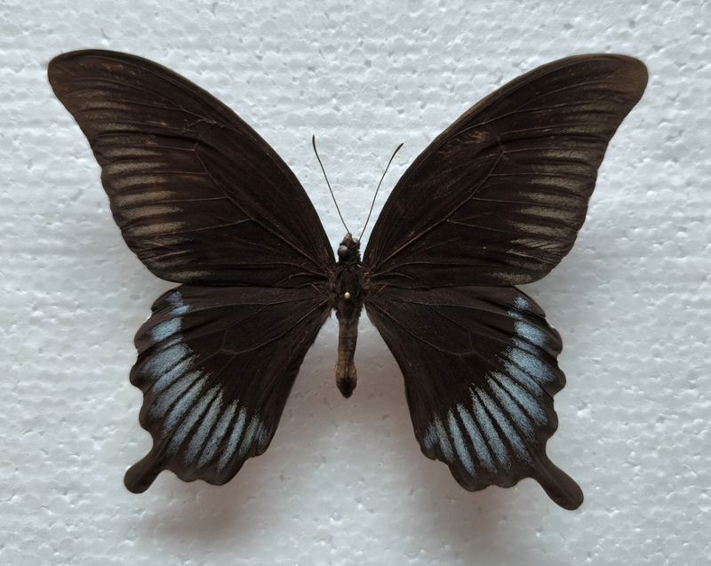Papilio ascalaphus Male aus Sulawesi TOP Qualität
