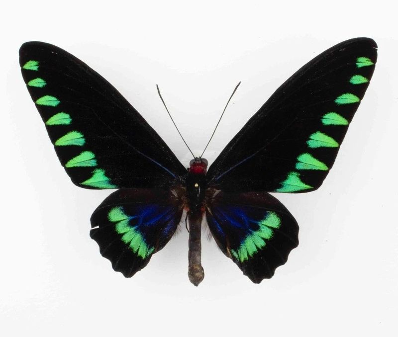 Trogonoptera trojana Male Palawan ISL, Philippinen