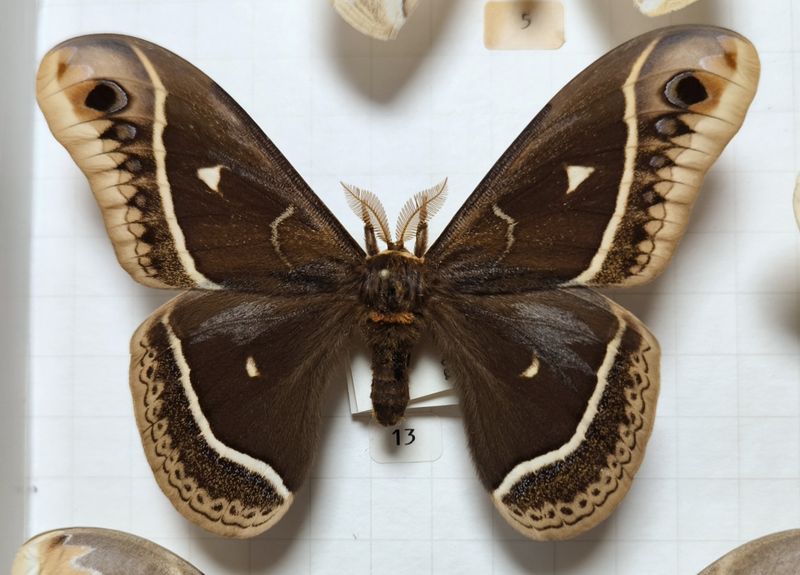 Eupackardia Calleta Male Texas