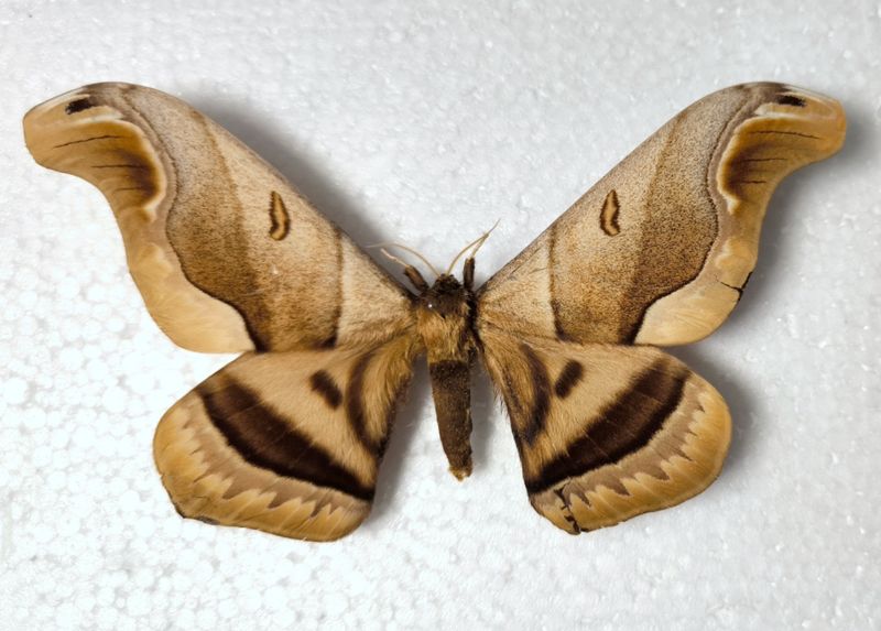 Arsenura romulus Male Brasilien