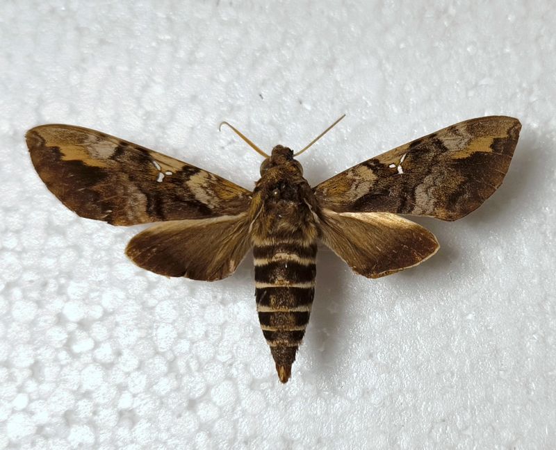 Nephele accentifera Kenia