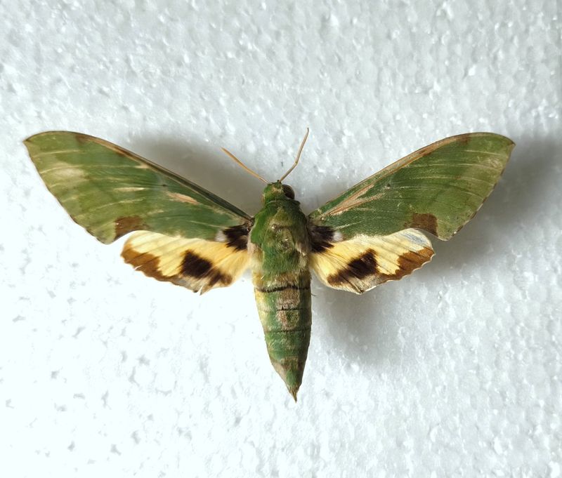 Euchloron megaera Kenia