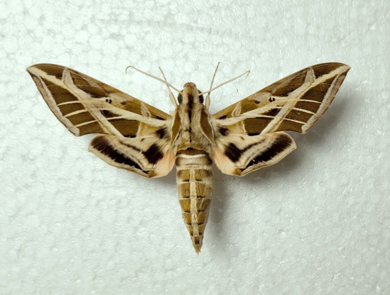 Eumorpha vitis Bejuma Venezuela