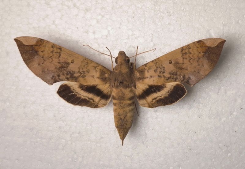 Pachylia ficus aus Venezuela