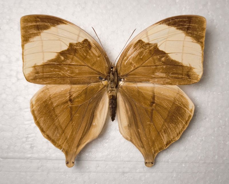 Amathuxidia amythaon dilucida female from Malaysia