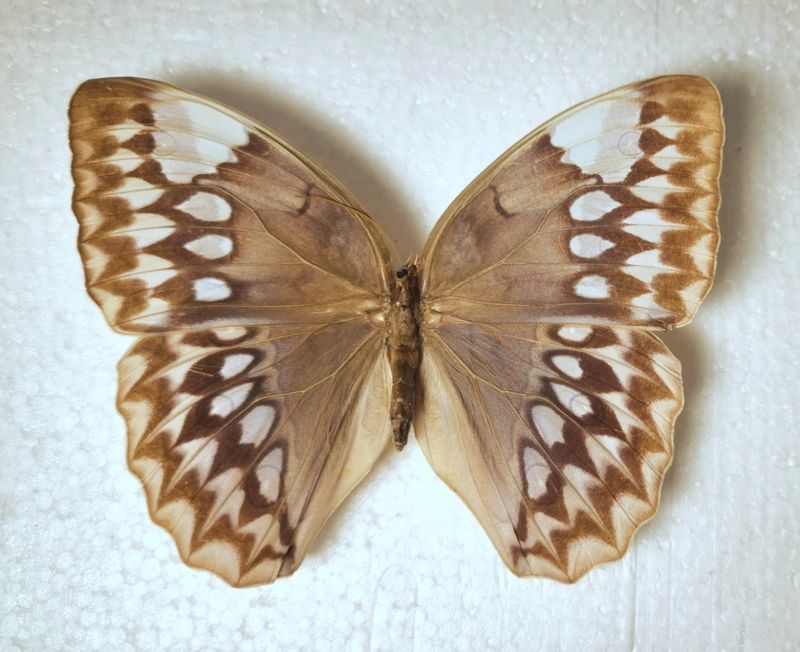 Stichophthalma godfreyi male from Thailand