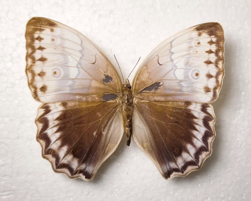 Stichophthalma camadeva male from India/Assam