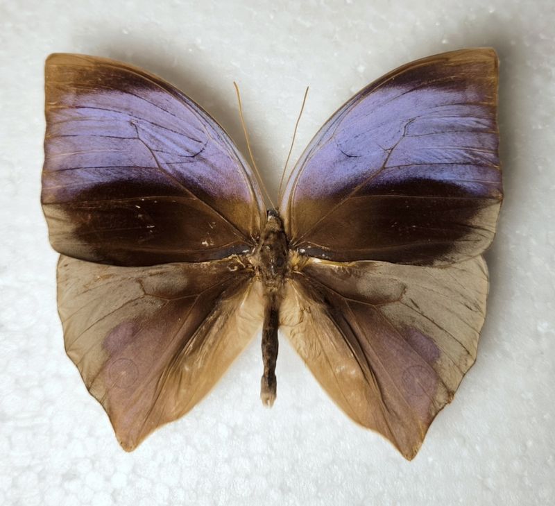 Zeuxidia aurelius aurelius male from Malaysia