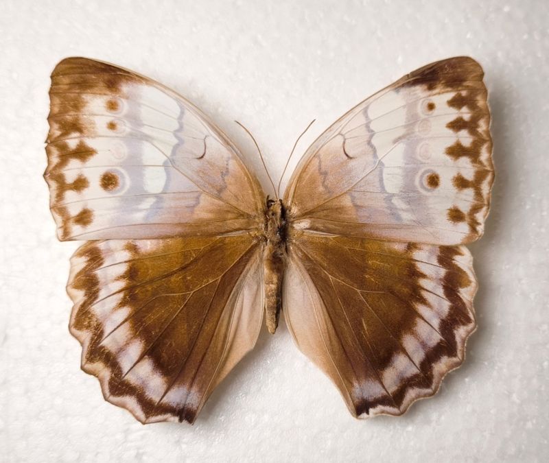 Stichophthalma camadeva female from India/Assam