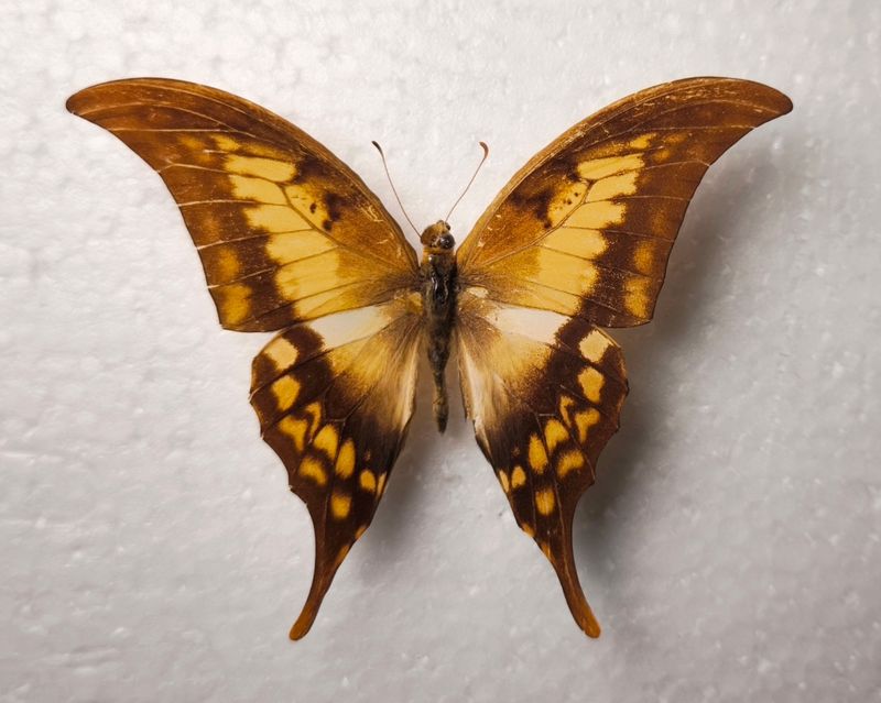 Meandrusa payeni evan Male *RARE* Indien/Khasi Hills