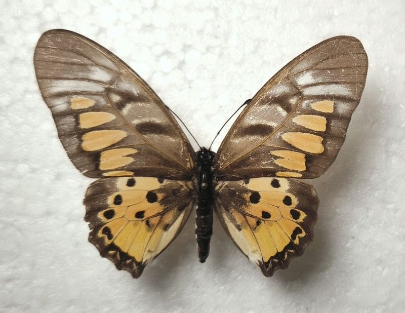 Graphium ridleyanus Female Zentralafrik. Repu. Bangui