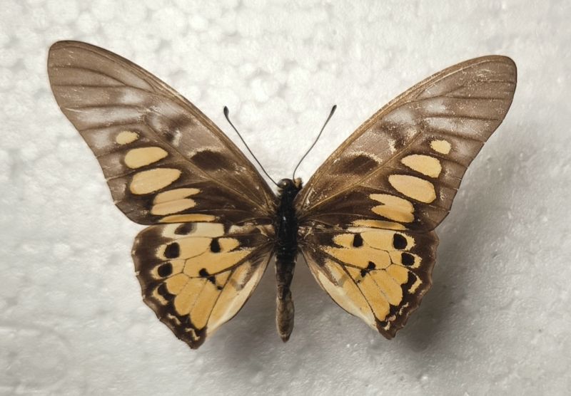 Graphium ridleyanus Male Zentralafrik. Repu. Bangui