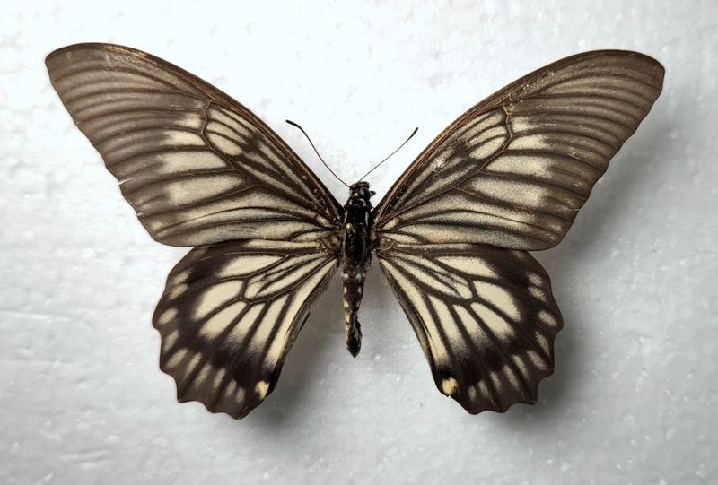 Papilio veiovis Male aus Indonesien Sulawesi / Celebes