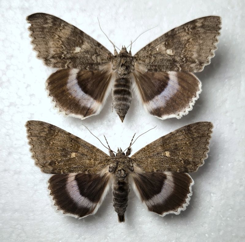 Paar Catocala fraxini Blaues Ordensband A1