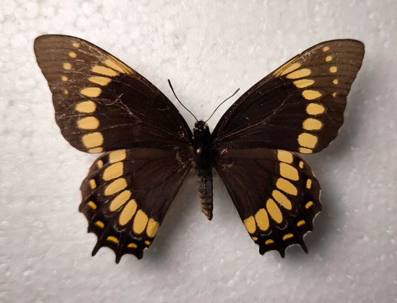 Papilio scamander female Brasilien / Santa Cataria