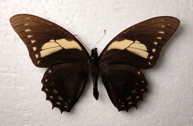 Papilio aristeus desiades Male *RARE* Ecuador/Rio Napo