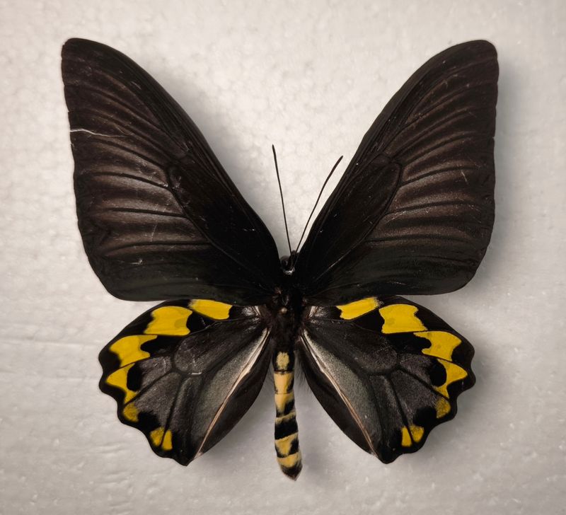 Troides hypolitus antiopa from Mototai *SEHR SELTEN*