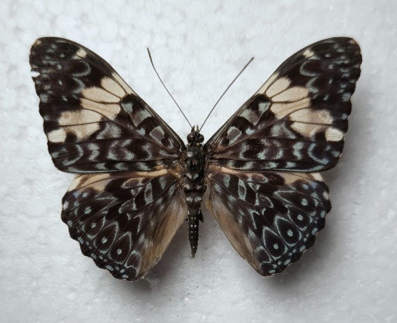 Hamadryas amphinome Male Kolumbien