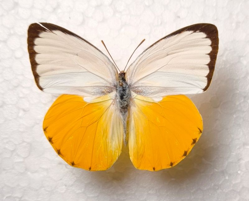 Catopsilia scylla ssp. sidra male Sumbawa Isl. Indonesien