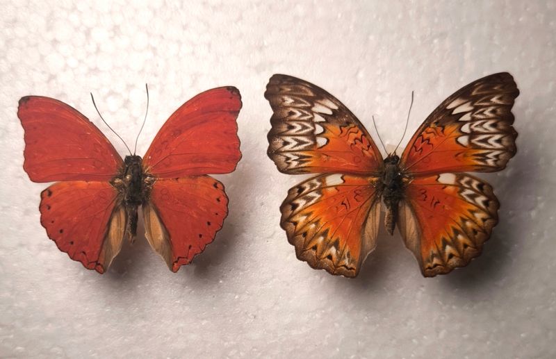 Paar Cymothoe sangaris aus DRC