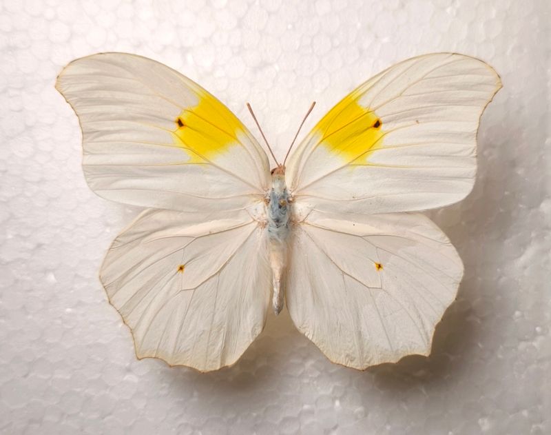 Anteos clorinde Male Peru