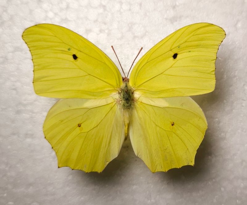 Anteos maerula male aus Kuba