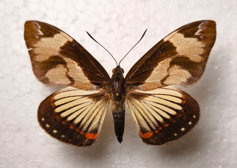 Castnia Imara Satrapes Female VERY RARE Brasilien