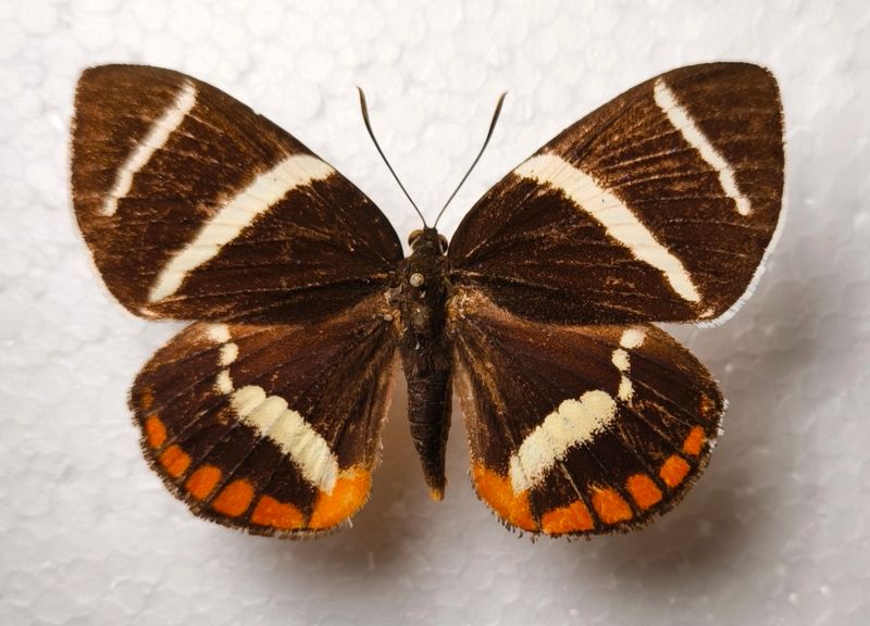 Castnia (Xanthocastnia) evalthe Female VERY RARE Peru