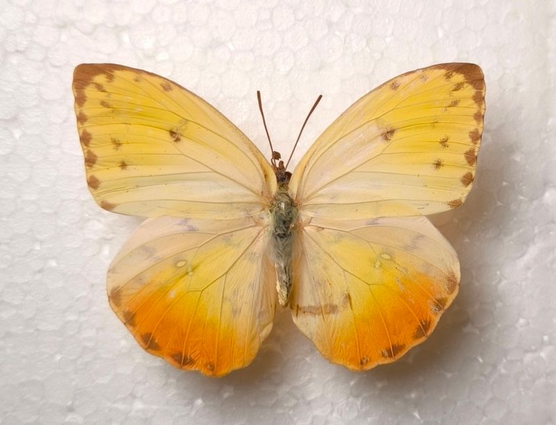 Phoebis philea ssp. philea Female Brasilien