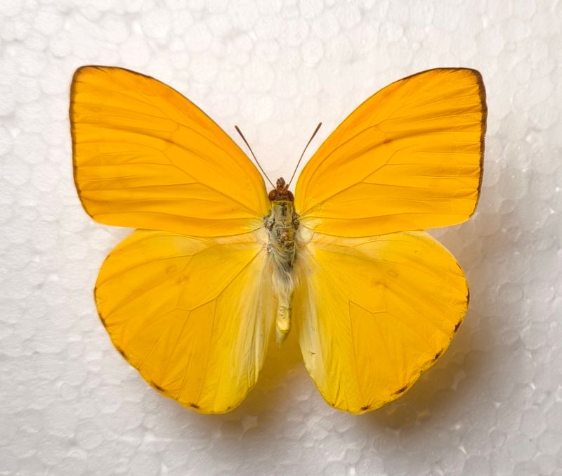 Phoebis argante Male Bolivien