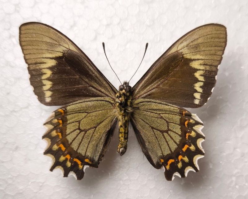 Battus madyes Male Unterseite Peru