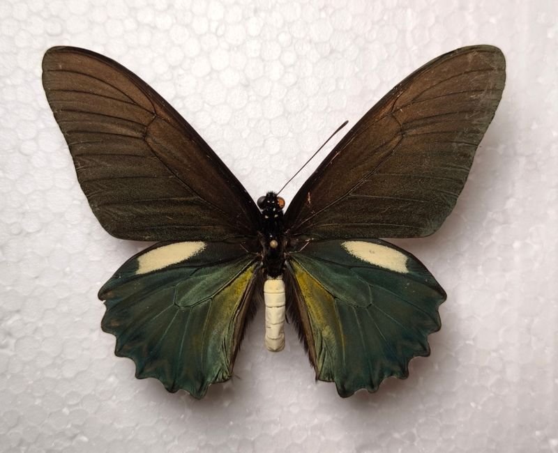 Battus belus Male Peru