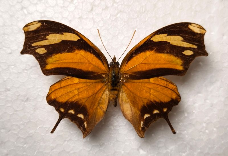 Consul fabius cecrops aus Mexiko