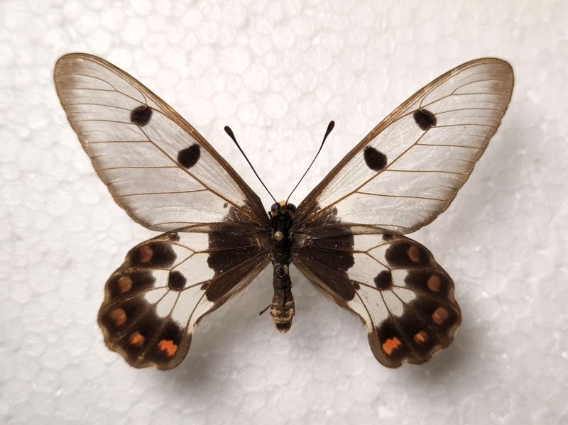 Cressida cressida Male von den Leti Isl. Molukken