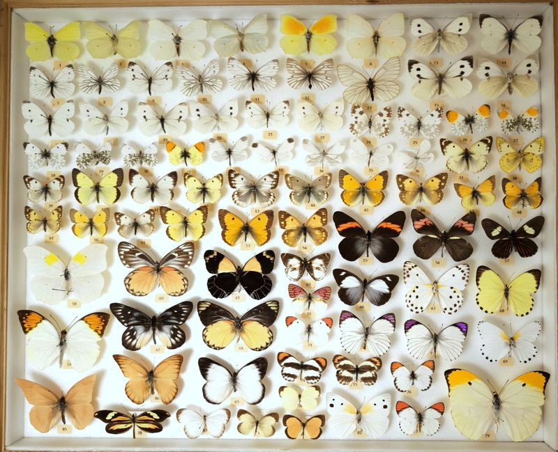 86 tropische/einh. Pieridae mit Kasten und Artenliste