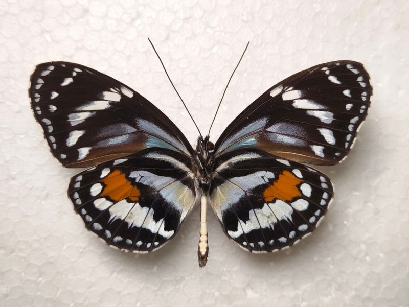 Elzumia humboldtii f. albomaculata Male aus Equador