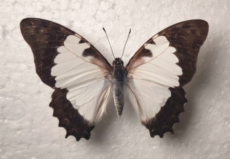 Graphium endochus Male Madagaskar