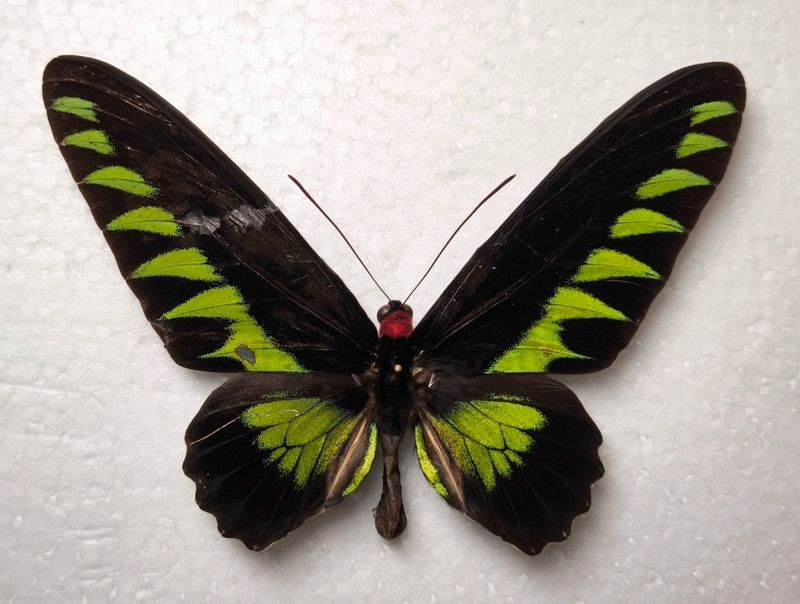 Trogonoptera brookiana ssp. toshikii Siberut Isl. *RARE* We-Sumatra