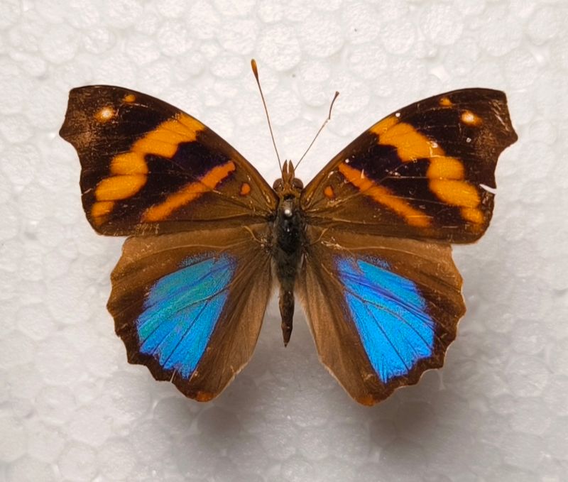 Epiphile orea Male aus Peru