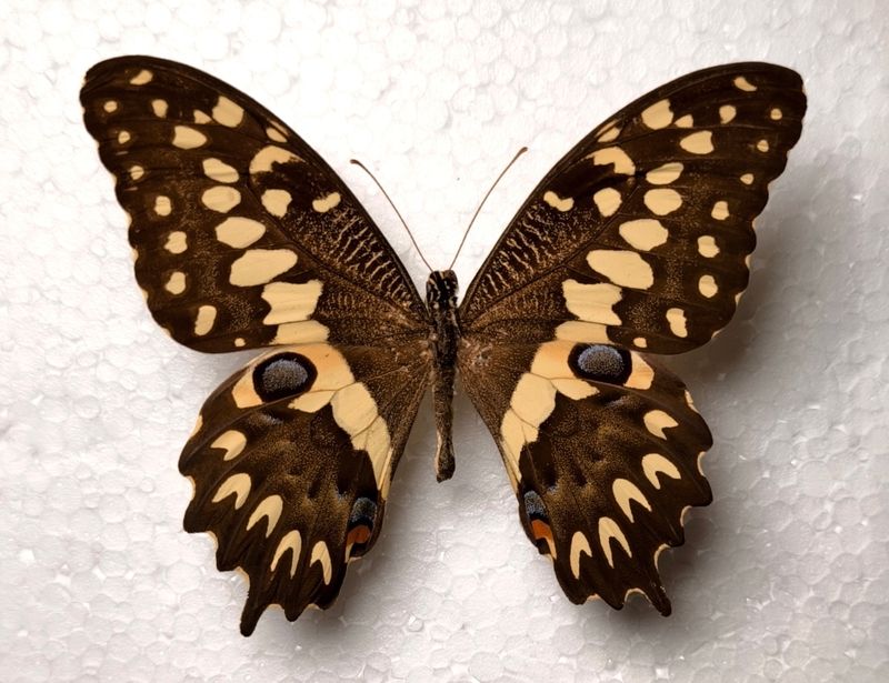 Papilio grossesmithi male endemic in Madagaskar