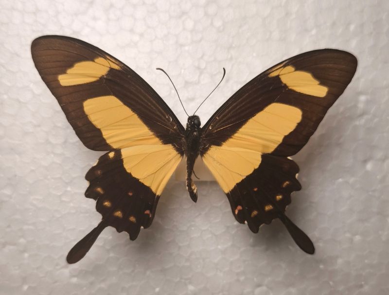 Papilio torquatus male aus Peru