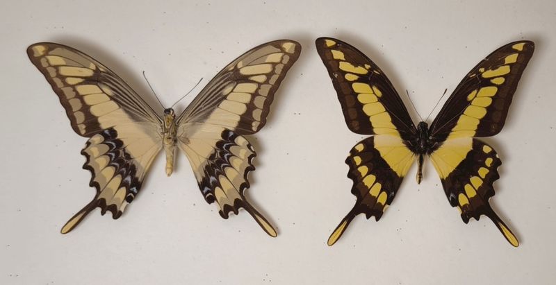 Papilio thoas cyniras Paar Brasilien Süd
