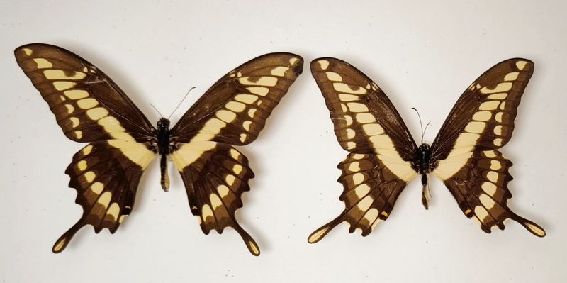 Papilio thoas brasiliensis Paar Brasilien Süd