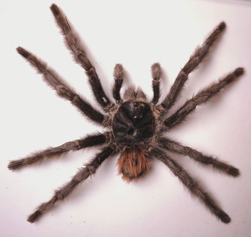 Grammostola iheringi Brasilien KL 4,6 Theraphosinae