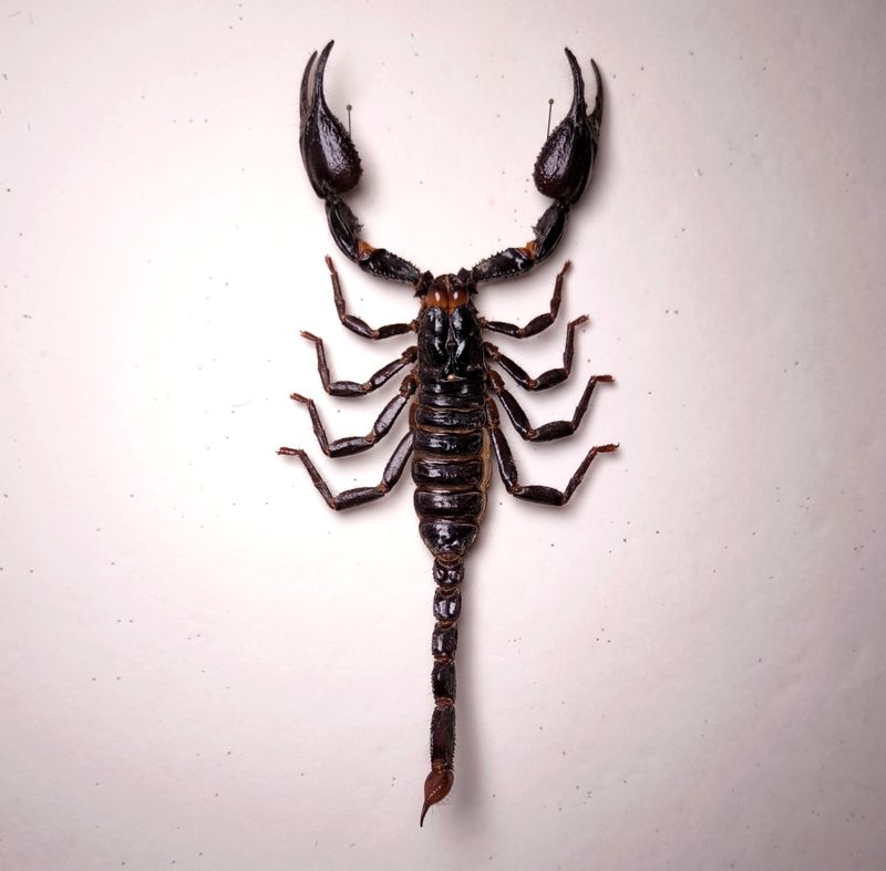 Heterometrus spec. Männchen Thailand