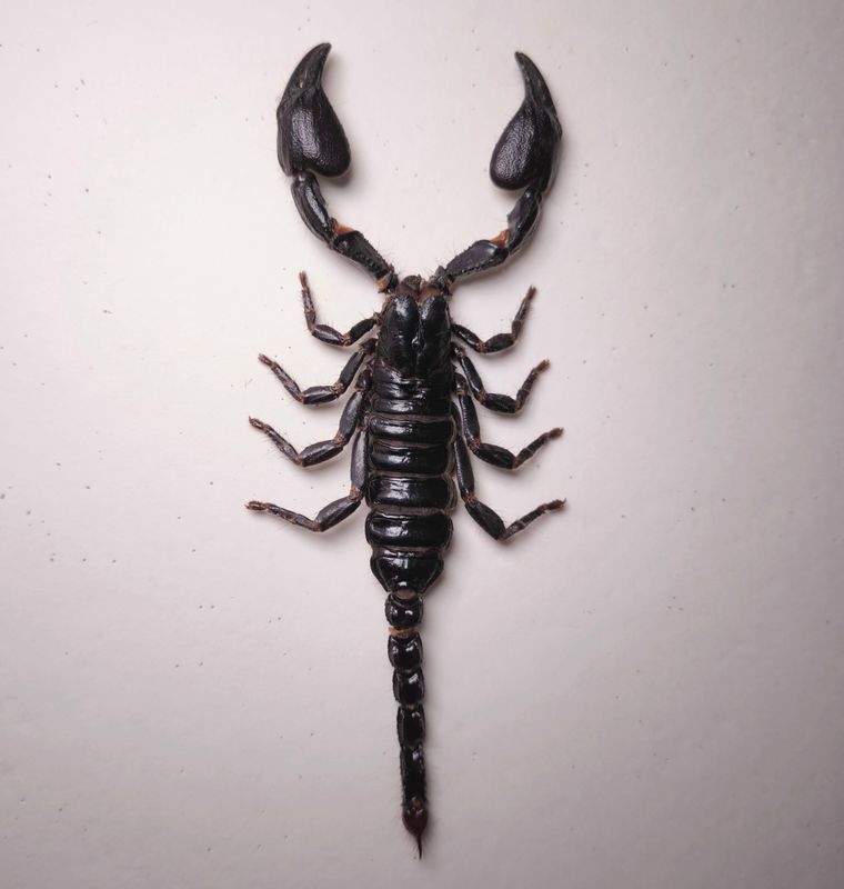 Heterometrus spec. Weibchen Thailand