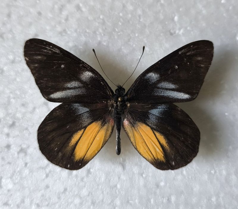 Delias henningia ssp. henningia Male Philippinen